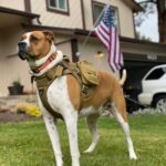 ESA vs Service Dogs: Key U.S. Legal Differences