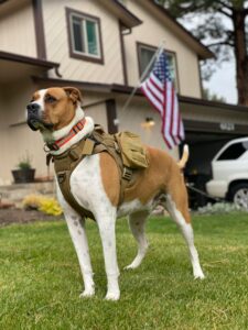 American dog
