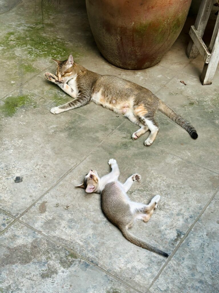Pets