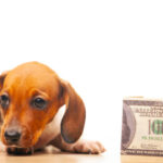 The Real Cost of Owning a Dog in the U.S.