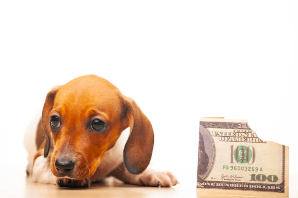 image of dog money white background