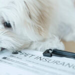 Pet Insurance: Lifesaver or Waste for US Pet Owners