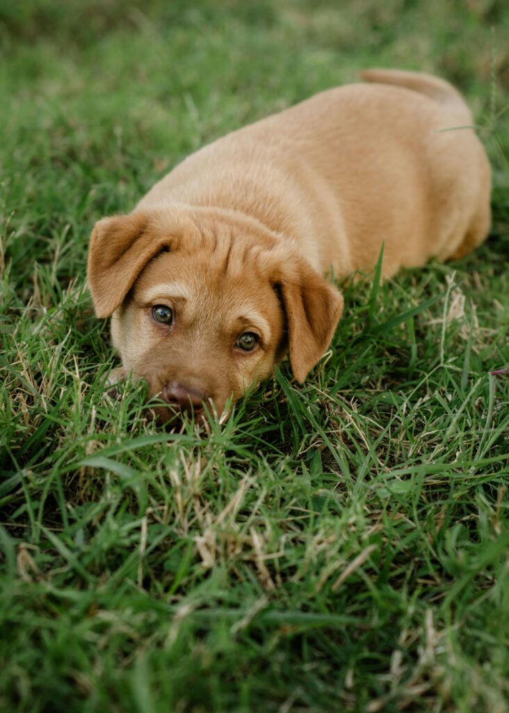 Pet in US