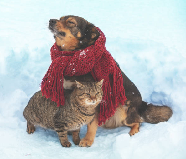 Winter Care Guide: Protecting Pets in Snowy States