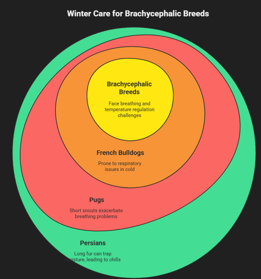 Winter care for Brachycephalic Breeds