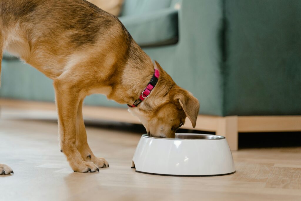 personalized nutrition plans for dogs