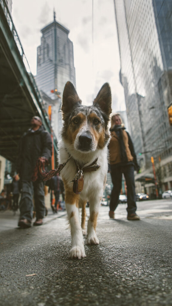  7 Powerful Truths About City Living With Dogs
