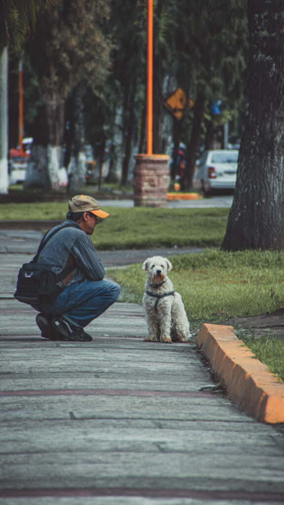  7 Powerful Truths About City Living With Dogs