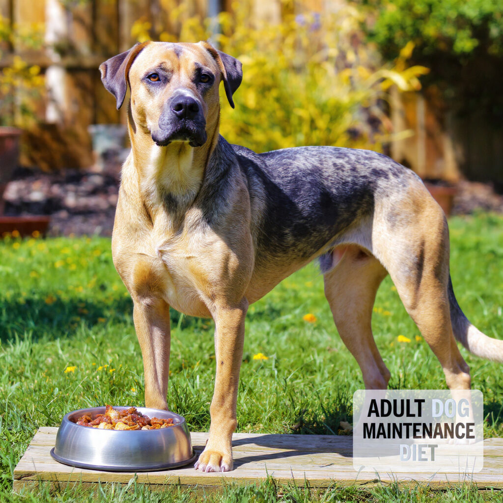dog nutrition plan by age for adult dogs
